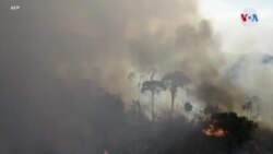 Deforestación avanza en América Latina