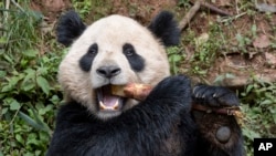 Esta imagen publicada por el Zoo de San Diego muestra al panda gigante Yun Chuan el jueves 25 de abril de 2024 en la provincia de Sichuan, China. 
