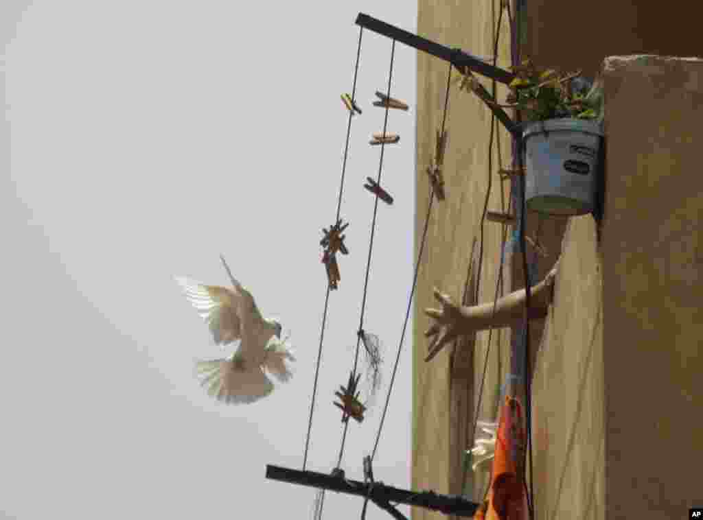 Seekor penangkap burung mencoba meraih burung merpati di distrik glapp Shulin di Kairo, Mesir.