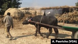 Villagers in Uttar Pradesh say they suffered crop losses because of a huge spike in the numbers of stray cows who enter their fields. 