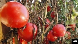 Tomatoes