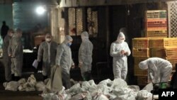 中国卫生工作人员在上海一处农贸批发市场收集装死鸡的袋子。