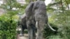 <strong>The Sleeping Elephant:&nbsp;</strong>La escultura fue creada por el artista Mihail Simeonov, o Mihail, para los tres donantes: Kenia, Namibia y Nepal. Concibió el proyecto en 1976 para reconocer y proteger la fauna y los entornos naturales. Viajó a África Oriental, donde, con el apoyo del gobierno de Kenia, tranquilizó al toro salvaje y, mientras dormía, tomó el molde del elefante. El proceso duró dos horas y el elefante se reincorporó a su manada completamente ileso. Los moldes se usaron luego para hacer el modelo final en bronce.<br />
<br />
&nbsp;