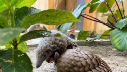 Moçambique: Caçadores furtivos ameaçam a sobrevivência do pangolim