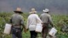 Trabajadores agrícolas recolectan la siembra en el rancho Santa Fe, en California. Imagen de archivo del 31 de agosto de 2016.