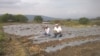 Nicaragua: agricultores preocupados por cosechas tras paso de huracanes