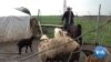 WATCH: Turkey’s Purged Workers Carve Out New Life in Kurdish Region