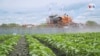 Estudio muestra que exposición de pesticida neurotóxico afecta particularmente a latinos y niños