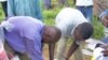 Men distributing aflasafe to farmers in Nigeria.