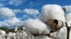 Cotton boll