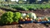 Campo agrícola, Tete, Moçambique