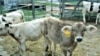 US health officials say there is unequivocal evidence of a link between overuse of antibiotics in healthy livestock and drug-resistant disease in people.