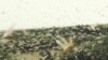 Madagascar at Risk for Locust Plague