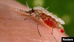 Un mosquito Anopheles stephensi se alimenta de sangre de un huésped humano a través de su probóscide puntiaguda en esta foto sin fecha obtenida por Reuters el 23 de noviembre de 2015.