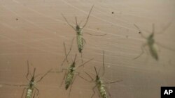 La Organización Panamericana de la Salud dice que Colombia es el segundo país con más tasas de infección de virus del Zika después de Brasil.