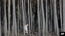A man walks through the burned forest near the town of Voronezh some 500 km (294 miles) south of Moscow, Saturday, July 31, 2010.